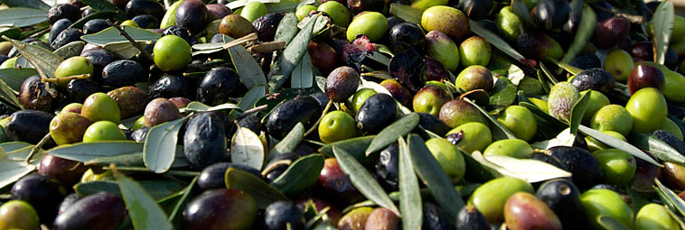 raccolta delle olive 10
